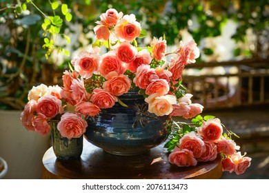 Blooming Rose Flowers Abraham Darby In A Sunny Day 