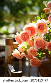 Blooming Rose Flowers Abraham Darby In A Sunny Day 