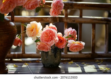 Blooming Rose Flowers Abraham Darby In A Sunny Day 