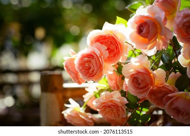 Blooming Rose Flowers Abraham Darby In A Sunny Day 