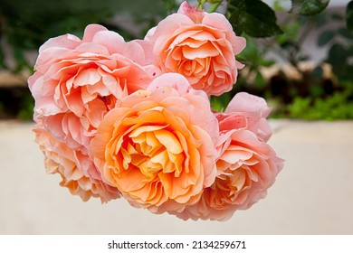 Blooming Rose Flowers Abraham Darby In A Sunny Day