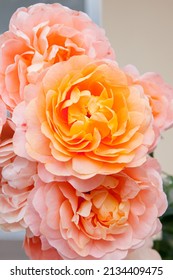 Blooming Rose Flowers Abraham Darby In A Sunny Day