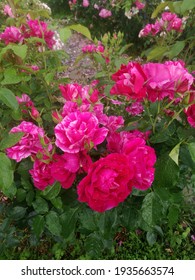 Blooming Rose Shrub Guy Savoy In My Garden