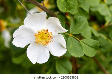 a blooming rose-hip flower with white petals. medicinal plant