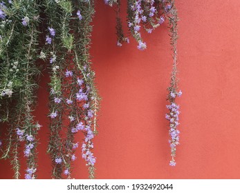 blooming rosemary flowers in the garden