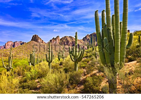 Blooming Saguaros in Sonoran Desert, Arizona.