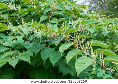 Similar – Image, Stock Photo green japanese knotweed plant leaves in springtime, green background