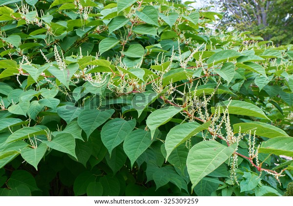 Blooming Sakhalin Knotweed Fallopia Sachalinensis Autumn Stock Photo ...