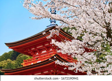 Blooming Sakura in Shinto shrine