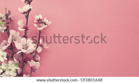 Blooming sakura, spring flowers on pink background with copy space for message. Greeting card for Valentine's Day, Woman's Day and Mother's Day holidays. Toned image. Top view