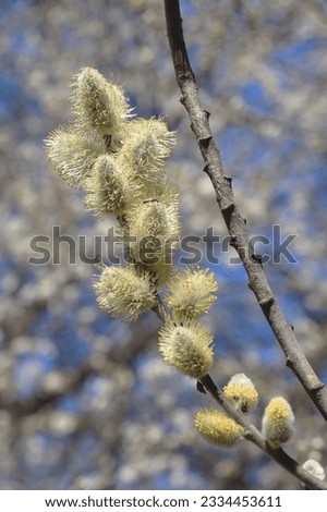 Blooming of Salix cinerea, common sallow, grey sallow, grey willow, grey-leaved sallow, large grey willow, pussy willow, rusty sallow