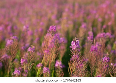 Blooming Sally Field Of Lilac Blossom Flowers.