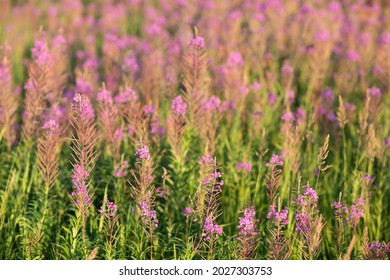 Blooming Sally Field Of Lilac Blossom Flowers.