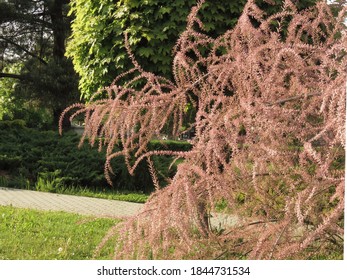 Blooming Saltcedar, Common Ornamental Plant