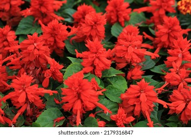 Blooming Scarlet Sage In Sunny June