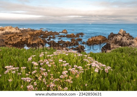 The blooming seaside daisies (Erigeron glaucus) along the Monterey Coast, California, United States