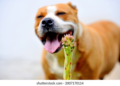 Blooming Sempervivum Plant In Front Of Smiling Staffy Dog.