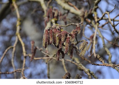 Silverleaf Poplar Images Stock Photos Vectors Shutterstock