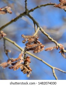 Silverleaf Poplar Images Stock Photos Vectors Shutterstock