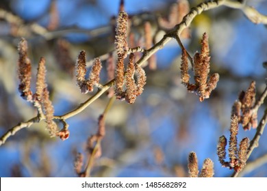 Silverleaf Poplar Images Stock Photos Vectors Shutterstock