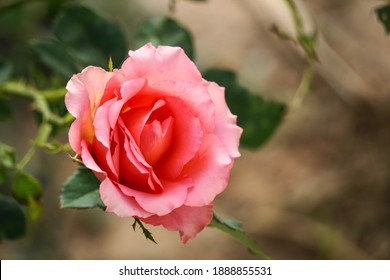 Blooming Single Sunset Sky Colored Rose On Its Branch 