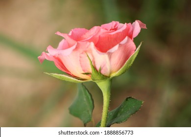 Blooming Single Sunset Sky Colored Rose With Some Leaves