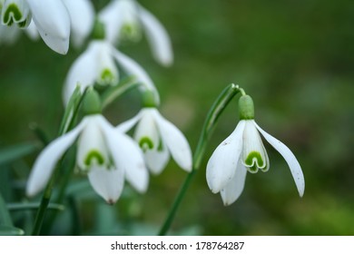 Blooming snowdrop closeup.  Small Depth of Field (DOF) 