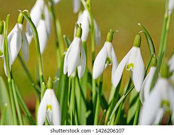 Blooming snowdrops, galanthus, in the spring - Shutterstock ID 1426206107