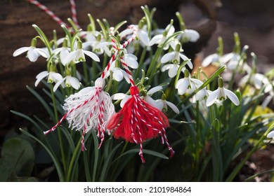 Blooming snowdrops and red and white symbol of martenitsa, nature. Postcard for the holiday of March 1.
