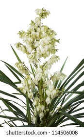 Blooming  Soaptree Yucca (Yucca Elata) On A White Background