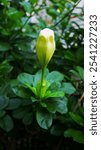 Blooming solandra maxima aka golden chalice vine flower bud, with green leaves background 