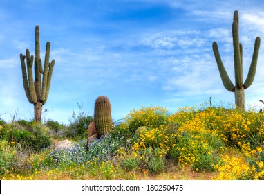 Blooming Sonoran Desert.