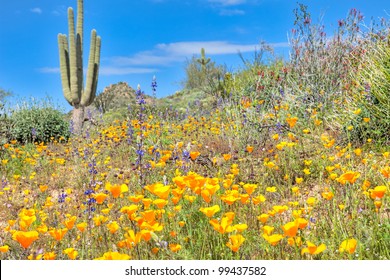 Blooming Sonoran Desert with Saguaros. HDR composition.