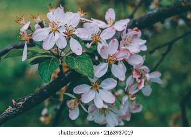 Blooming Southern Crabapple Tree At Springtime.