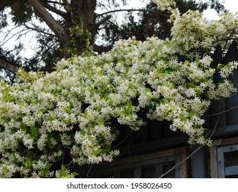 Blooming Southern jasmine, or Rhynchospermum jasminoides,vine,over a door