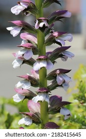 Blooming Spiny Bear's Breeches In Sunny June