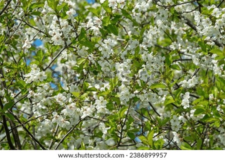 Blooming spring ambrosial gardens. Steppe wild frutescent cherry (Prunus chamaecerasus, Cerasus fruticosa). Plot of forest-steppe, blooming wild fruit trees. Rostov region, Russia