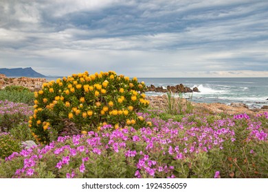 Blooming Spring Beach By The Ocean