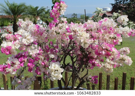 Blooming spring flowers