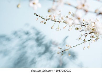 Blooming spring flowers and buds. Cherry branch and its shadow.