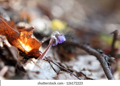 Blooming in the spring forest Hepatica nobilis - Shutterstock ID 126172223