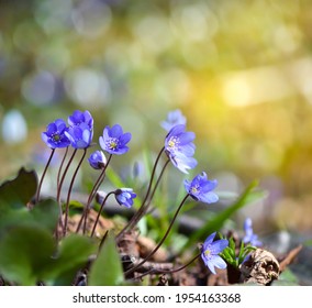 Blooming in the spring forest Hepatica nobilis. Foral background 