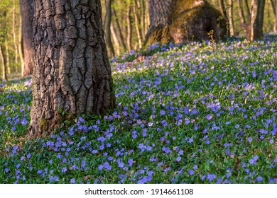 Blooming spring forest with old oak trees. Blooming and juicy Vinca minor under the trees, natural floral background pattern. 