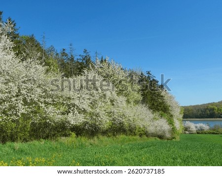 Blooming spring landscape with white cherry blossoms, wide view over meadows to water, birdsong and vibrant colors invite you to dream.