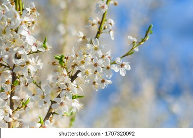 Cherry Bloom Hd Stock Images Shutterstock