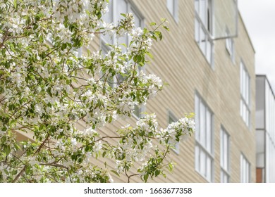Blooming spring trees in front of a modern building with big windows.