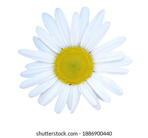 A blooming spring white chamomile flower