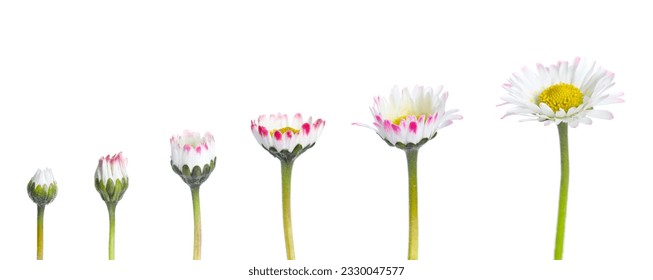 Blooming stages of beautiful daisy flower on white background - Powered by Shutterstock