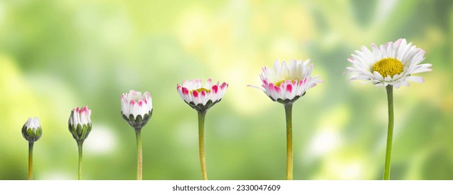 Blooming stages of beautiful daisy flower on blurred background - Shutterstock ID 2330047609