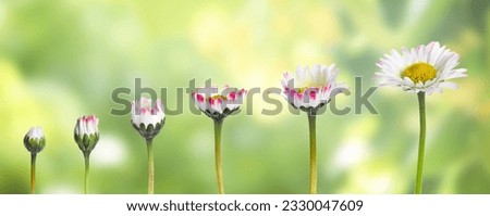 Blooming stages of beautiful daisy flower on blurred background